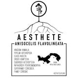 Anisocelis Flavolineata field tag — Aesthete taxonomy card
