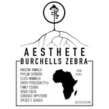 Burchell's Zebra field tag — Aesthete taxonomy card