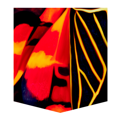 Anisocelis Flavolineata Men's Pocket Tee