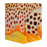 BrownTrout, hand-painted original