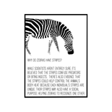 Burchell's Zebra field notes — illustrated species fact