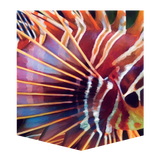 Red Lionfish, hand-painted original