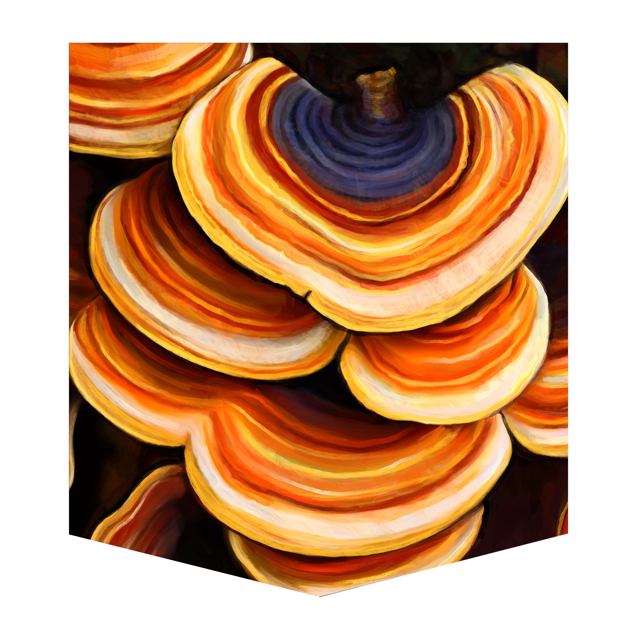 Turkey Tail