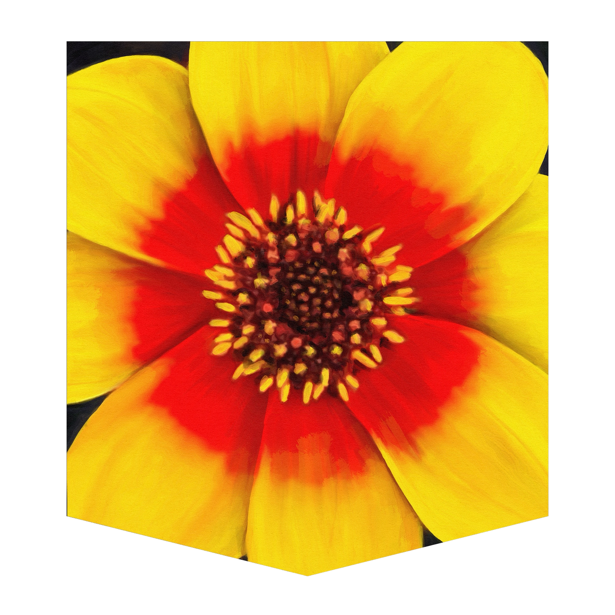 Zinnia